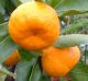   Satsuma