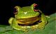   Litoria